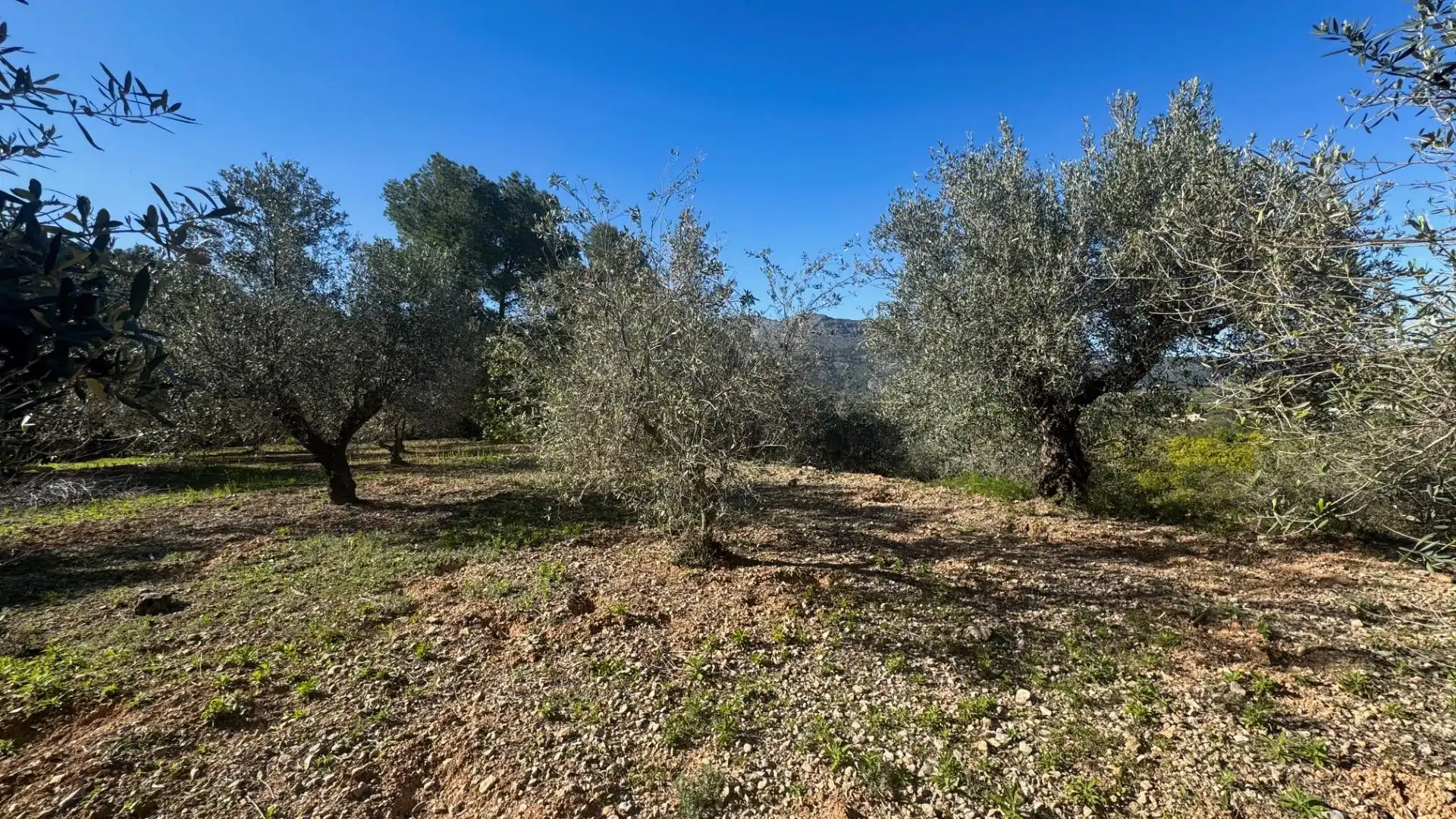 Terrenos y solares en venta en Orba, imagen 4