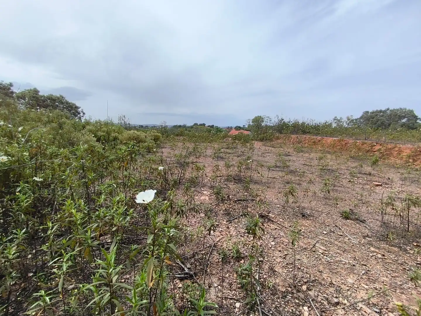 Rural land for sale in Los Lagos, imagen 3