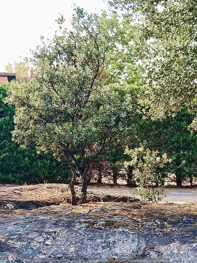 Jardí de Casa o xalet en venda en Navas de Riofrío amb Calefacció, Jardí privat i Traster
