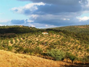 Terreno residencial en venta en Madroñera