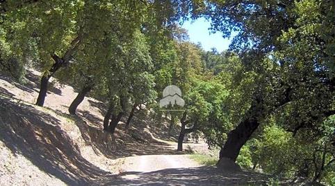 Foto 4 de Finca rústica en venda a Alpandeire, Málaga