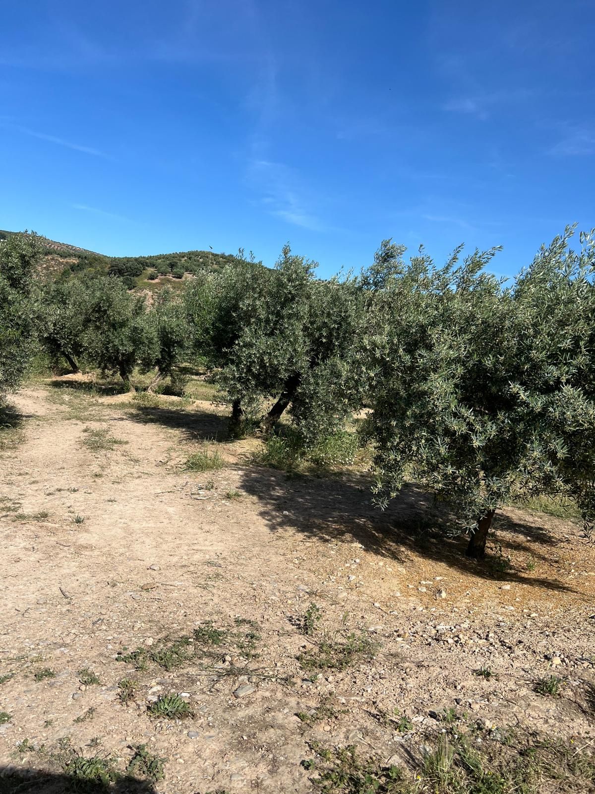 Land for sale in Fuente-Tójar