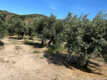 Terreno rústico en venta en Fuente-Tójar