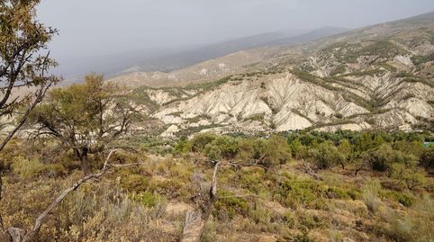 Terreno rústico en venta en Alcolea  4.500 m2 muy cerca del pueblo, immagine 2