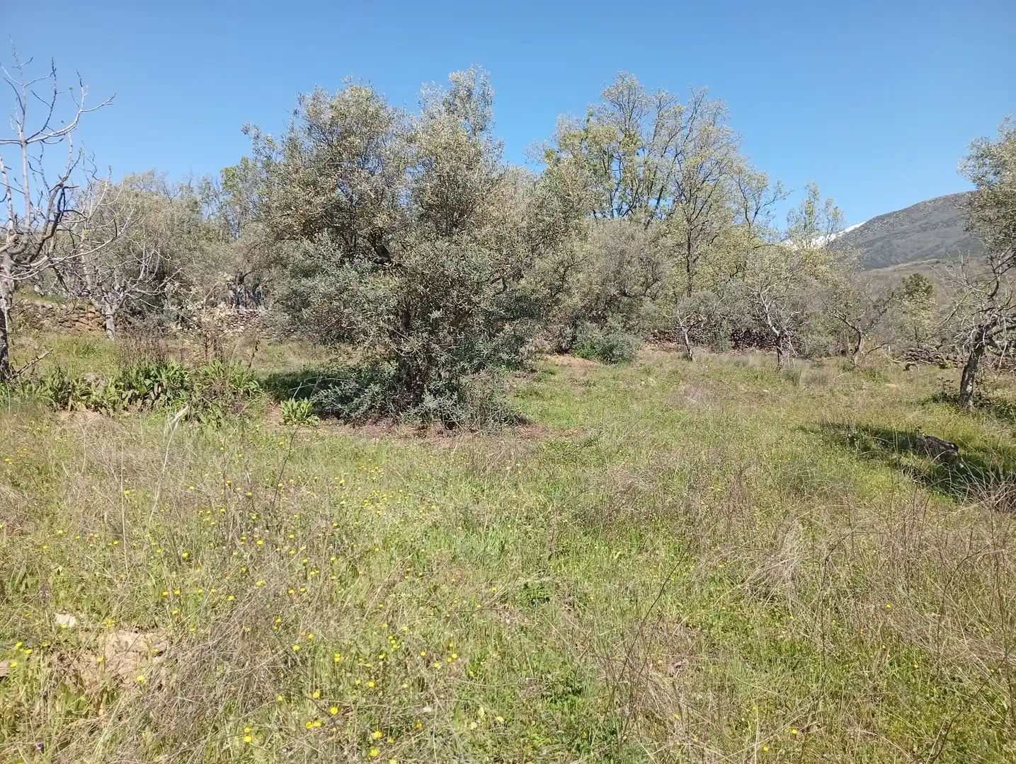 Terreni e lotti in vendita a Valverde de la Vera, imagen 37