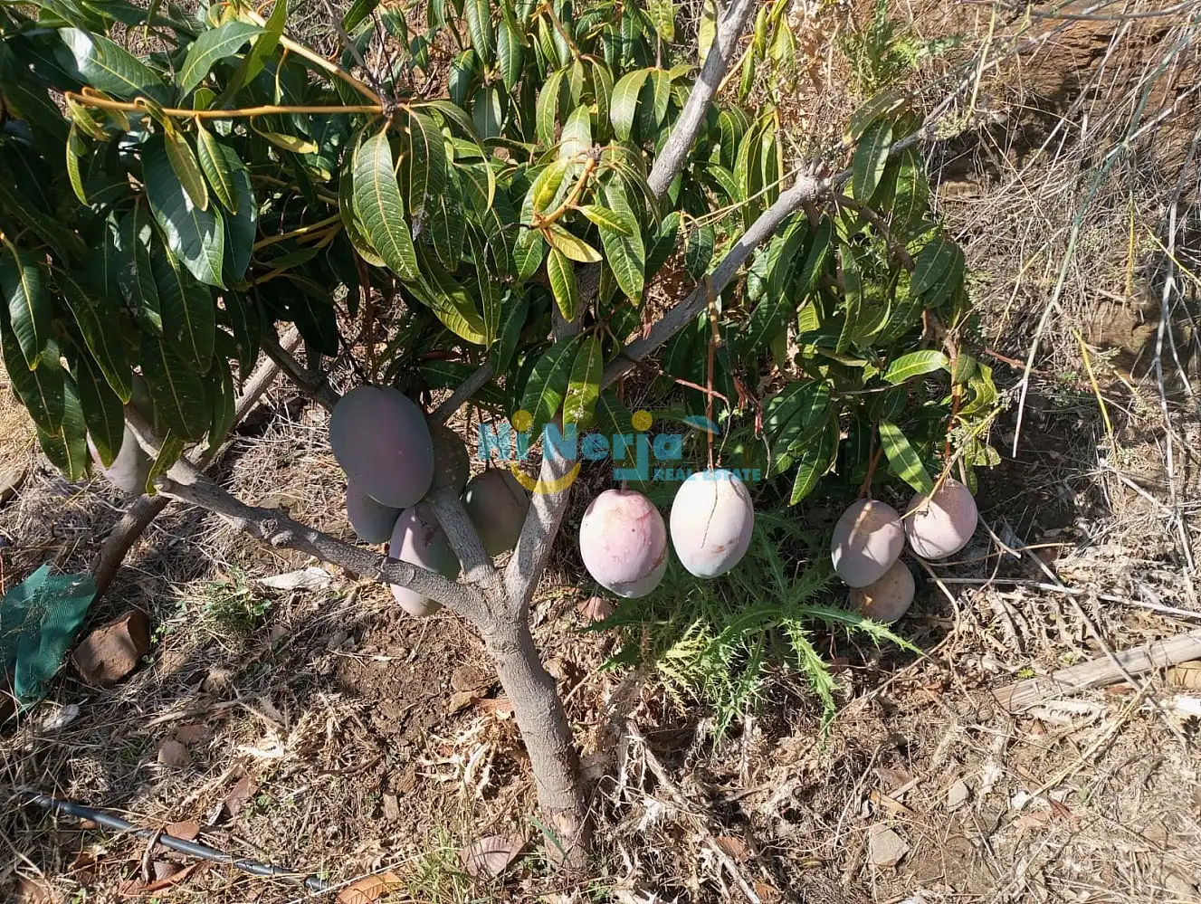 Terrenys i solars en venda a Algarrobo pueblo, imagen 3