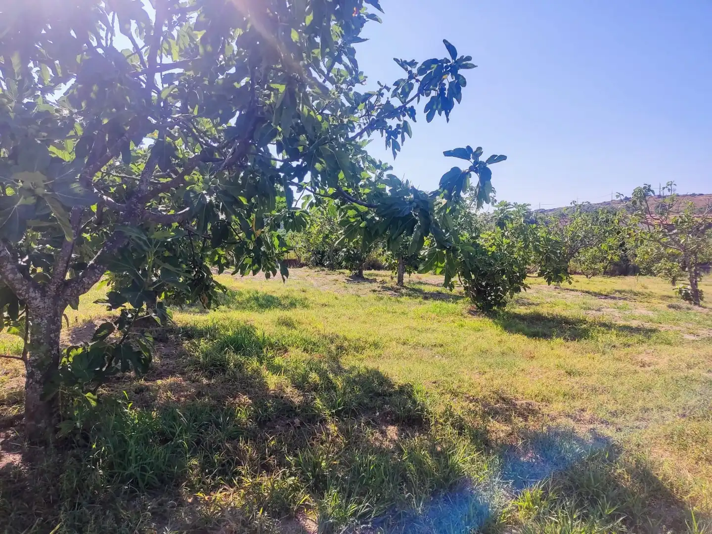 Terreni e lotti in vendita a Jarandilla de la Vera, imagen 4