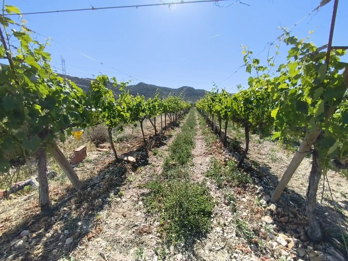 Terreno rústico en venta en Monforte del Cid - Paraje la Serreta, imagen 15