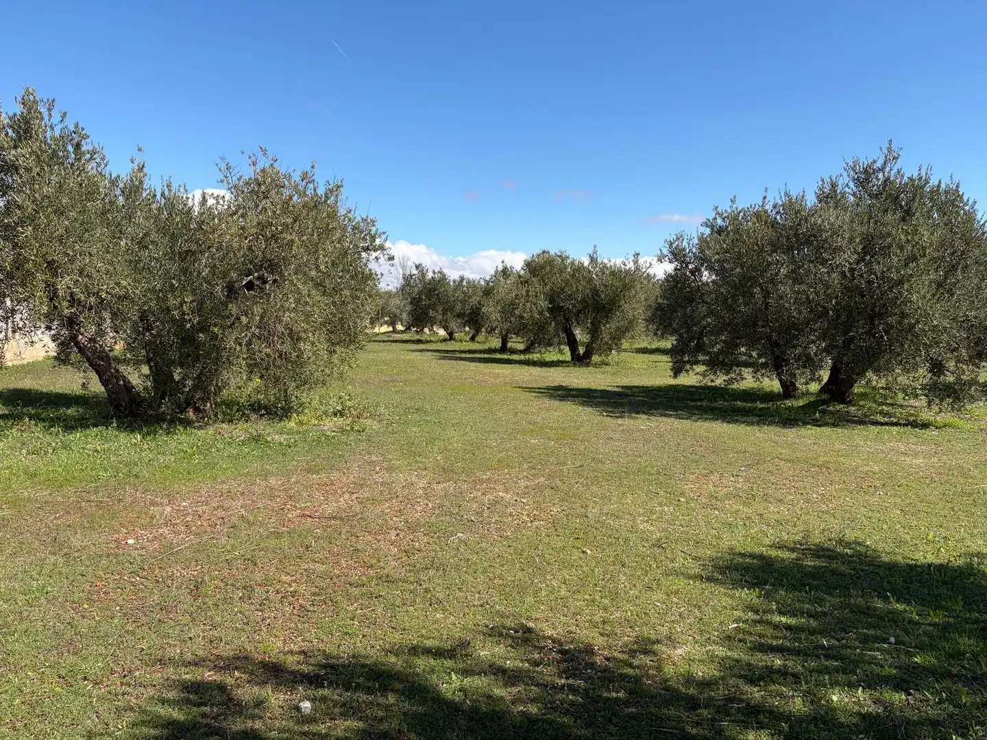 Finca rústica en venta en Iznalloz