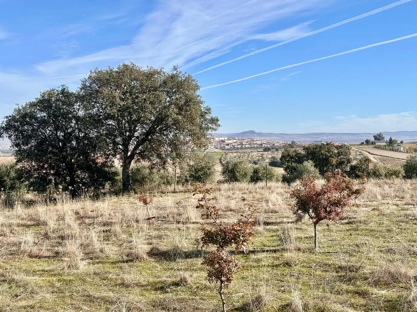 Rural land for sale in Fuente Obejuna, imagen 5