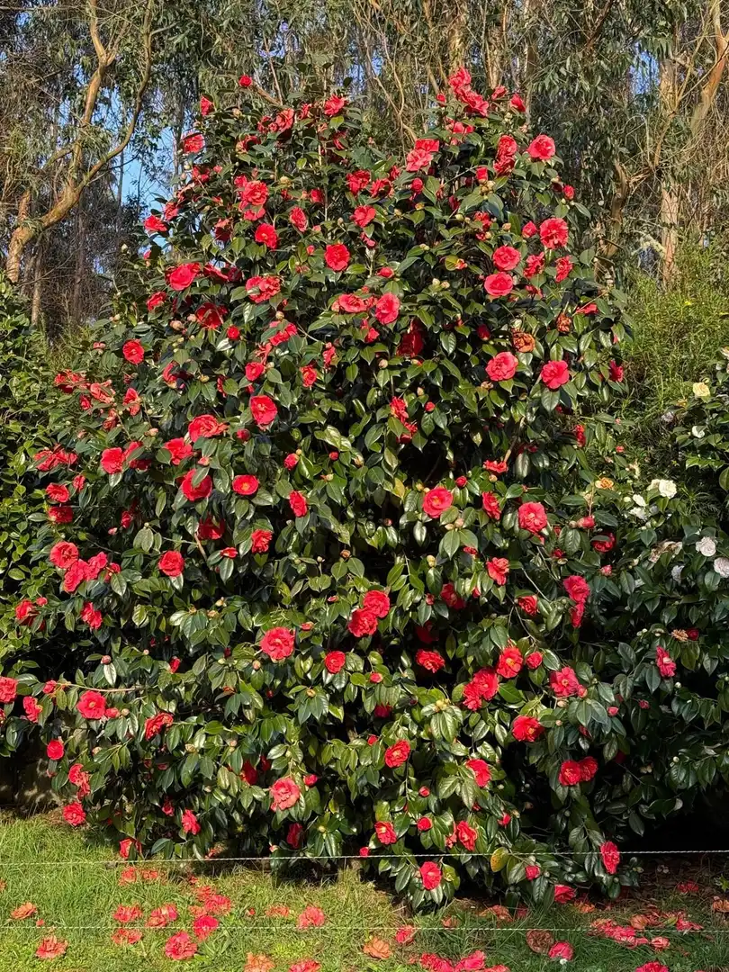 Jardín de Finca rústica en venta en Monfero con Calefacción, Jardín privado y Amueblado