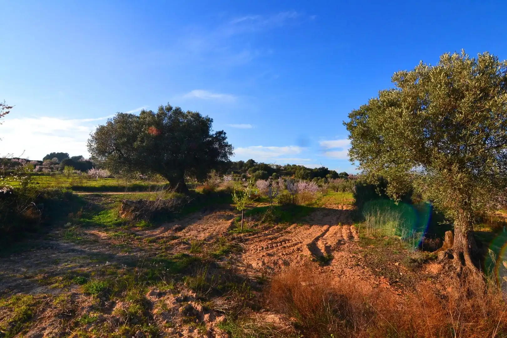 Rural land for sale in Gandesa, imagen 23