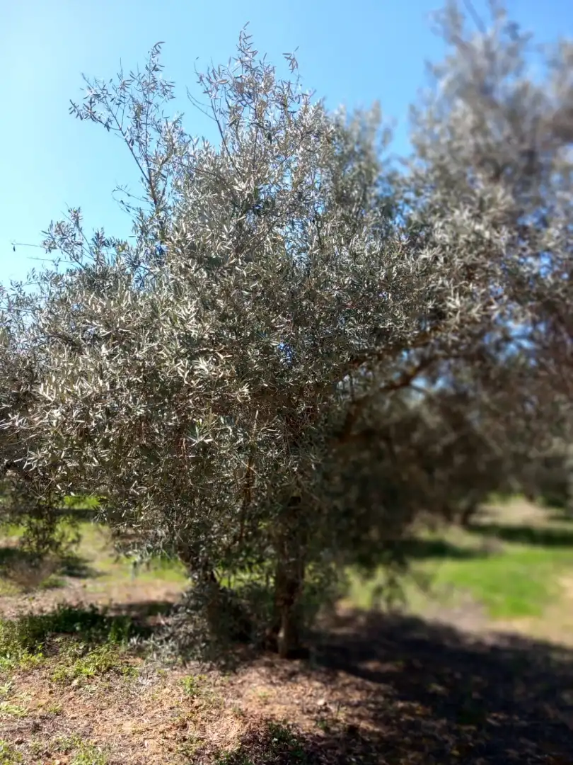 Terreni e lotti in vendita a Atarfe, imagen 5
