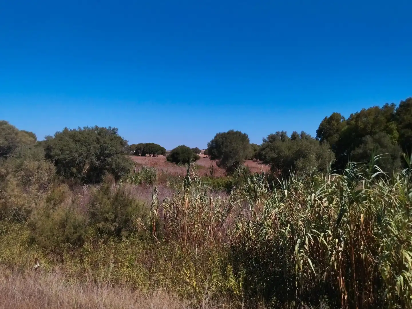 Terreno en venta en Vejer de la Frontera
