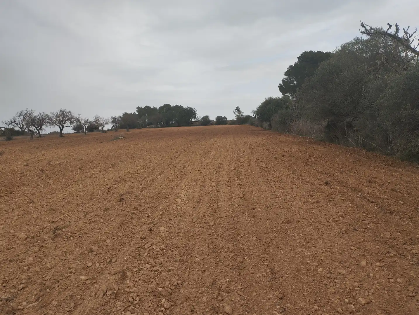 Rural land for sale in Algaida, imagen 5