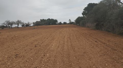 Finca DE CULTIVO ZONA PUNXUAT., immagine 5