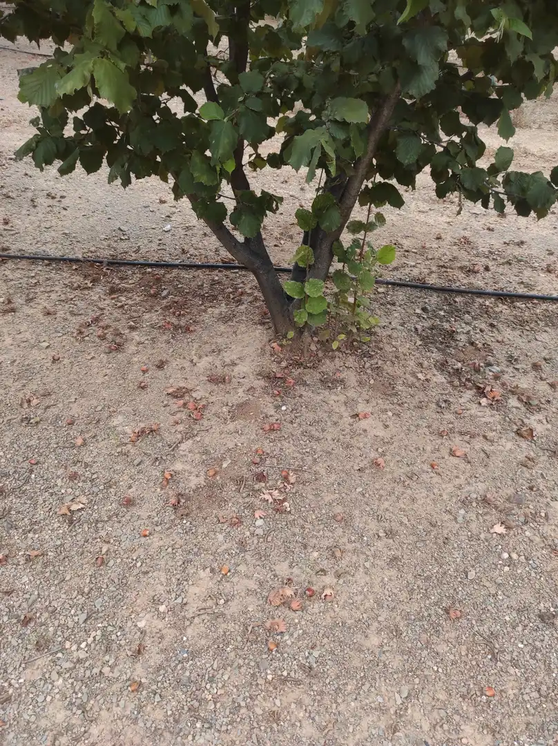 Land for sale in Castellvell del Camp