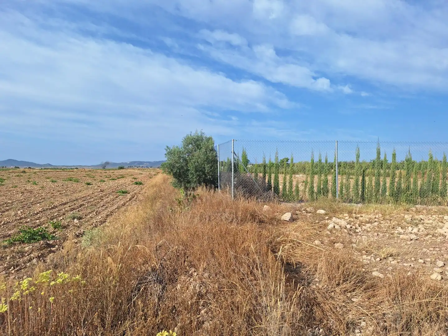 Terreno rústico en venta en El Pinós / Pinoso, imagen 12