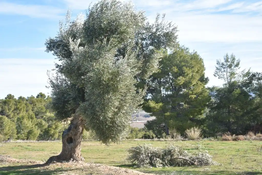 Casa rústica en venda a Mazaleón, imagen 17