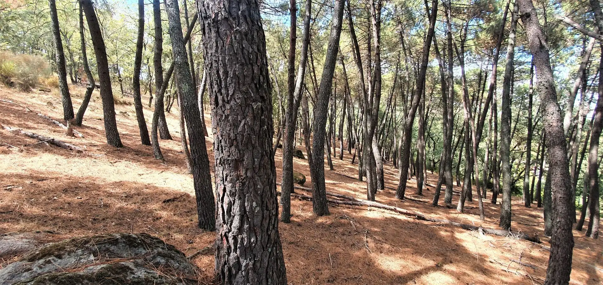 Terreni e lotti in vendita a Jarandilla de la Vera, imagen 7