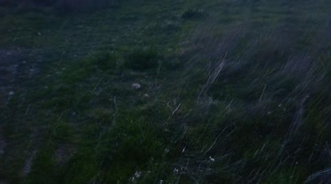 TERRENO 13 HECTAREAS EN CEHEGIN, imagen 4