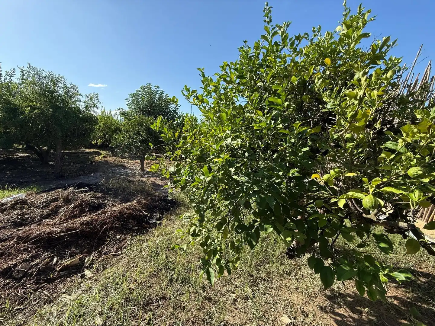 Terrain rustique à vendre à Pedanías Oeste