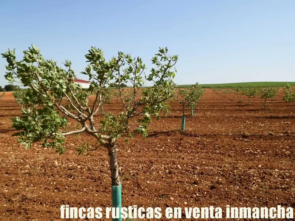 Terreni e lotti in vendita a Belmonte, imagen 7