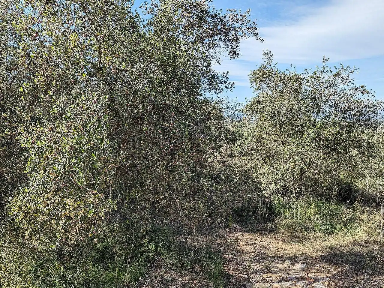 Casa rústica en venta en Ulldecona, imagen 32