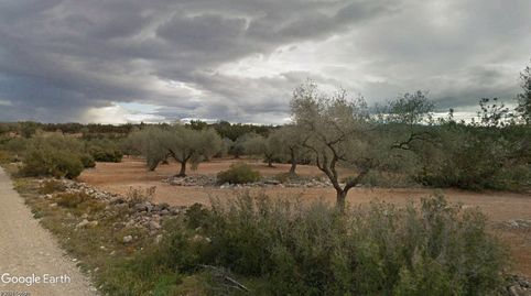 FINCA DE OLIVAR CON VIVIENDA A REHABILITAR, imatge 4