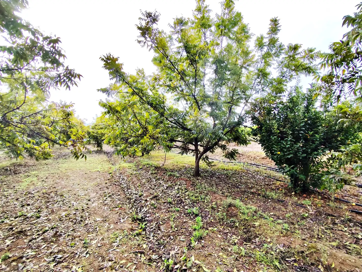 Maison rustique avec jardin à vendre à Coín, imagen 14