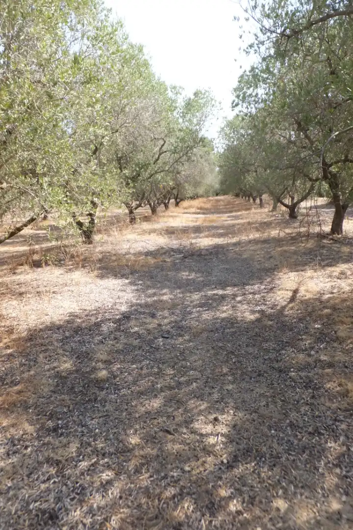 Terreno rústico en venta en Vial Camino 20, imagen 9
