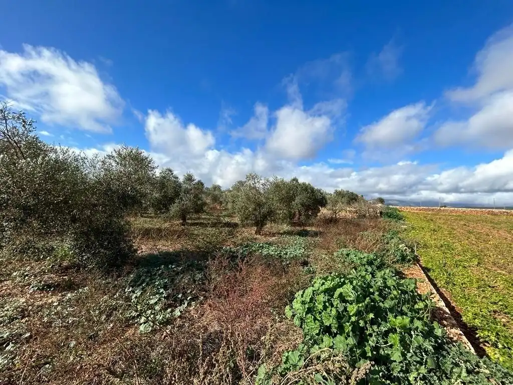 Rural land for sale in Sa Pobla, imagen 9