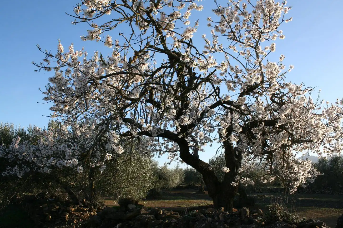 Casa rustica in vendita a burga, imagen 5