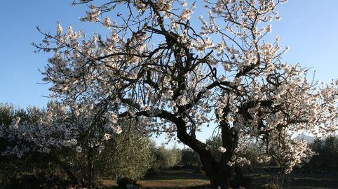 Finca rústica con Masía a reformar y agua corriente cultivo olivos ecológico., image 5