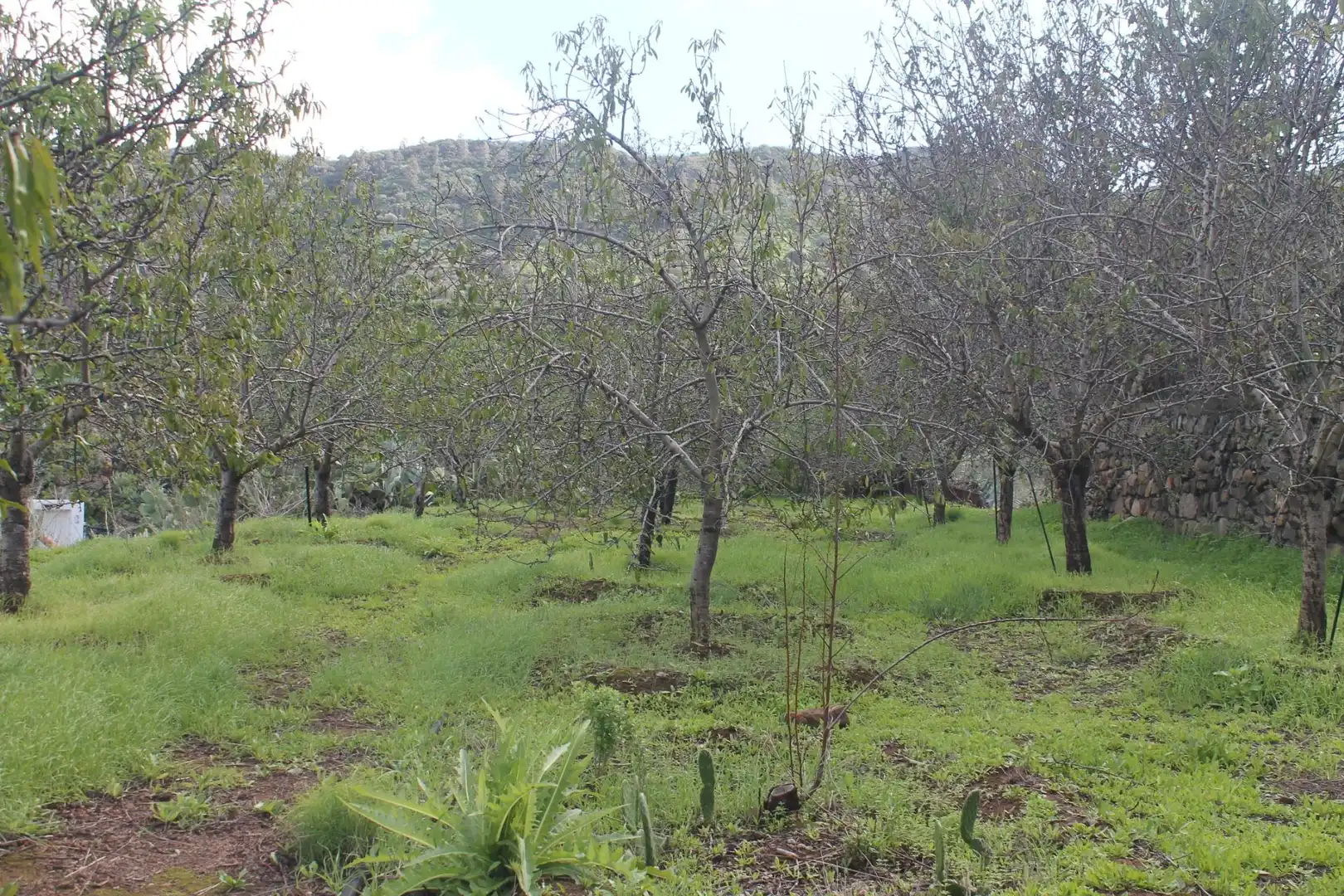 Terreny rústic en venda a Valsequillo de Gran Canaria, imagen 12