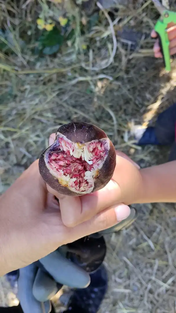 Jardí de Finca rústica en venda en Santa Brígida