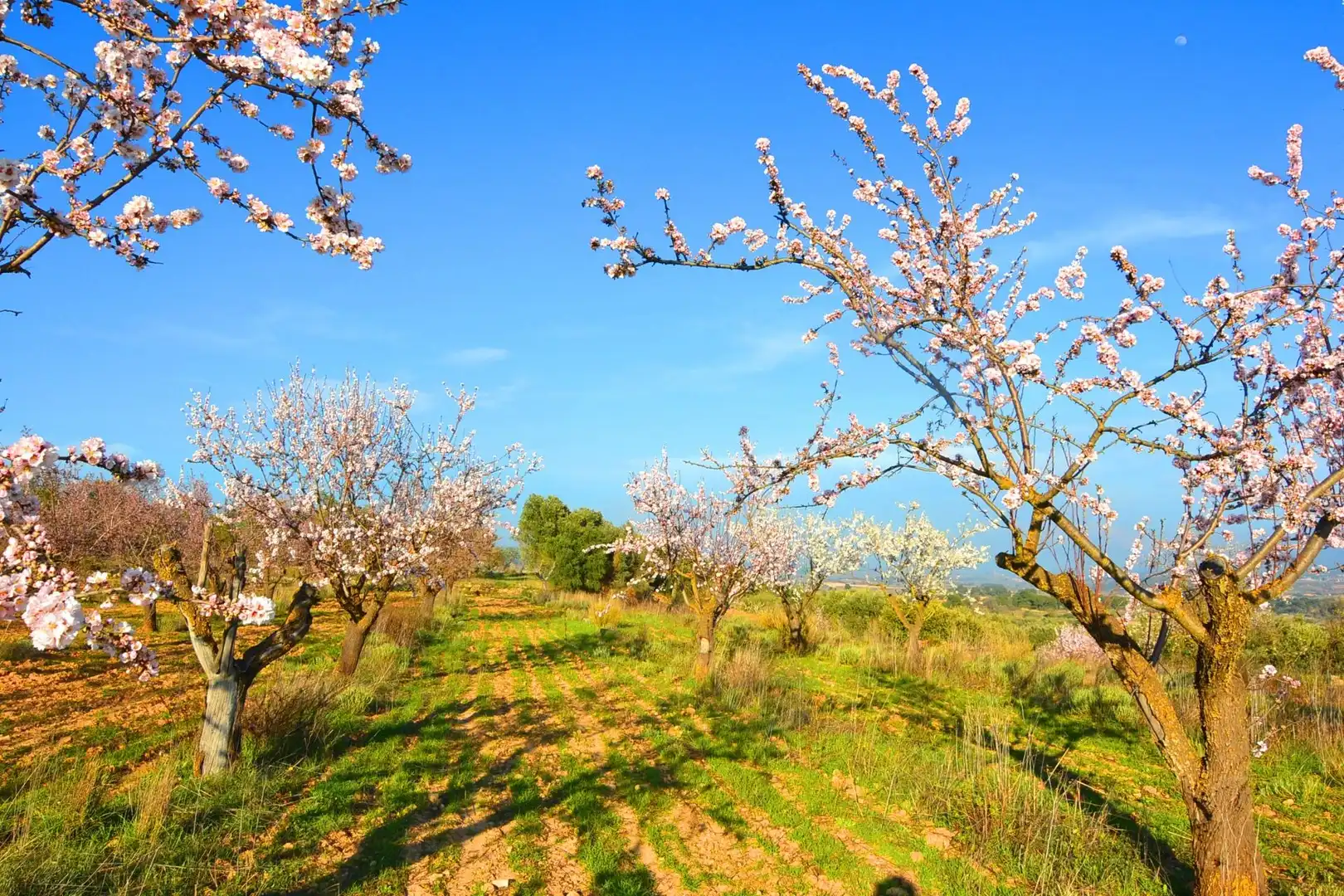 Rural land for sale in Gandesa, imagen 59