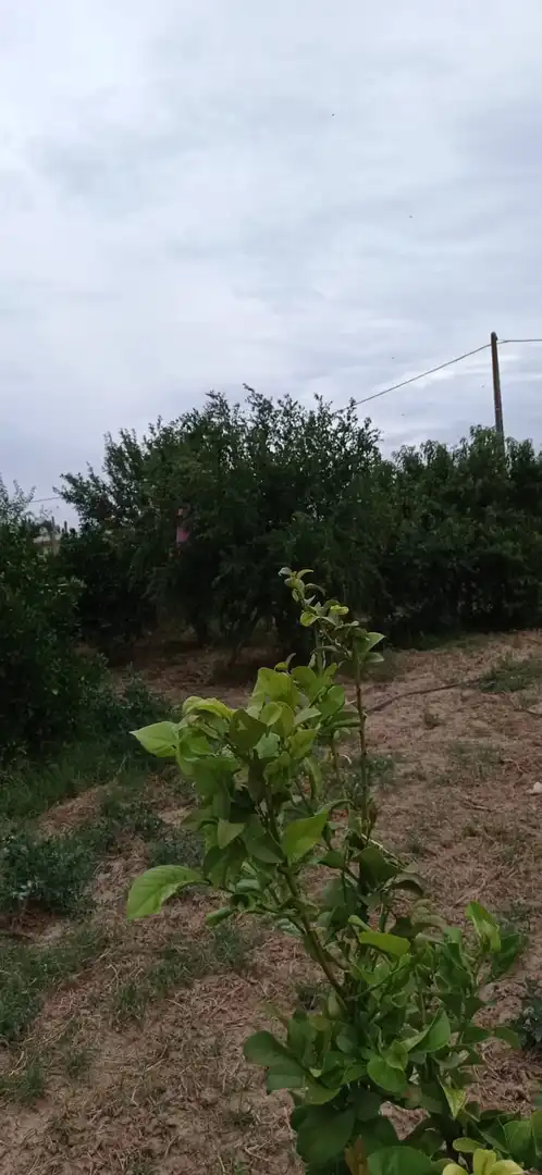 Terreny rústic en venda a La Algaba, imagen 8