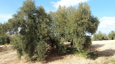 Finca en zona Campo de Tiro de Benamejí. Cuenta con una superficie de dos fanegas menos cuarta 7.800 m2. 60 olivos hojiblancos tra