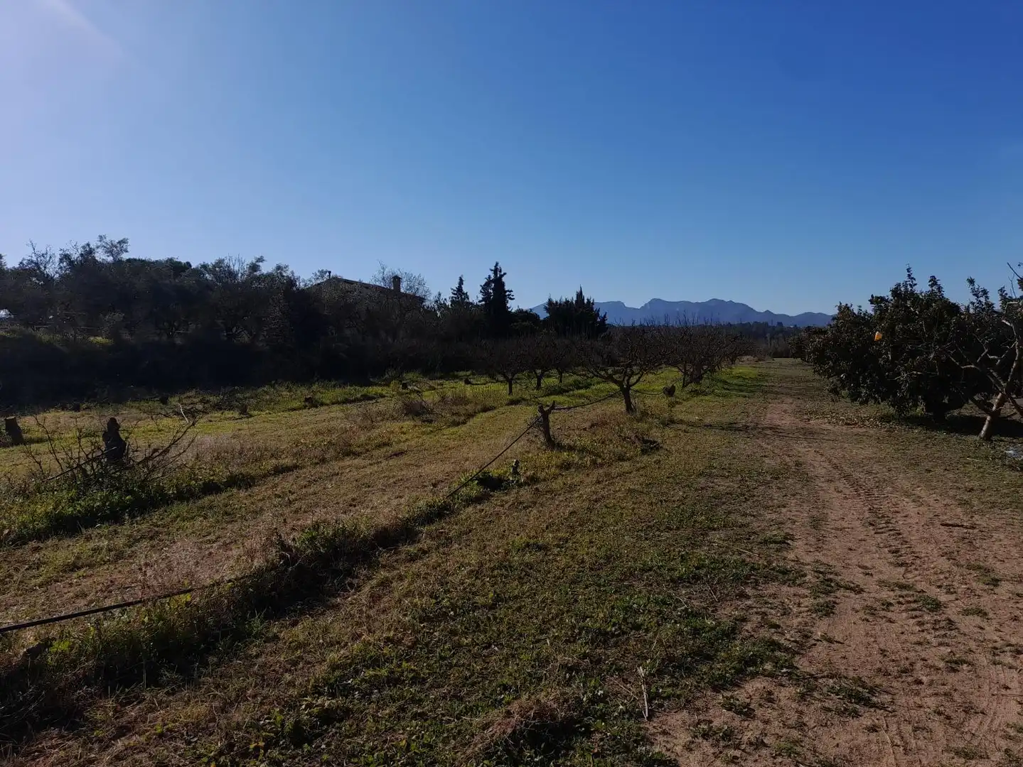 Rural land for sale in Ginestar, imagen 3