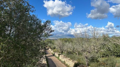 FINCA RUSTICA EN COSTITX