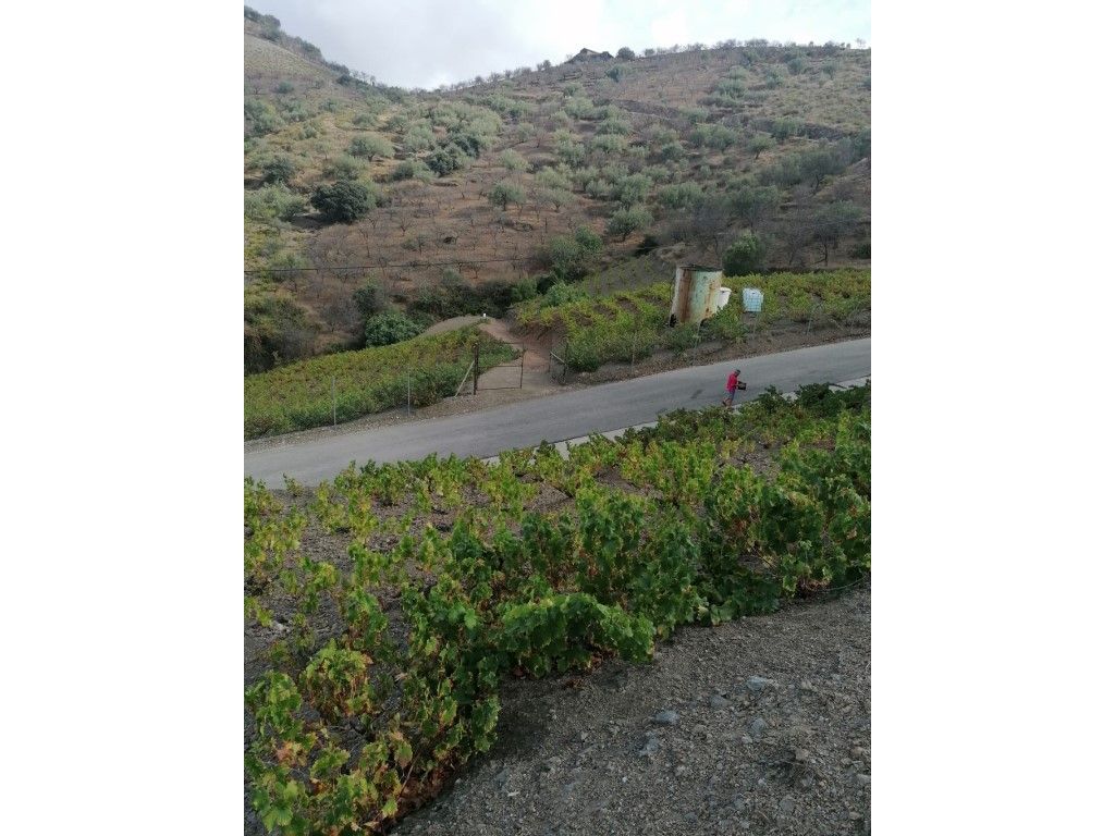 Houses for sale in Viñuela