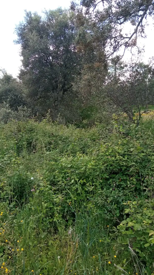 Terreni e lotti in vendita a Casavieja, imagen 9