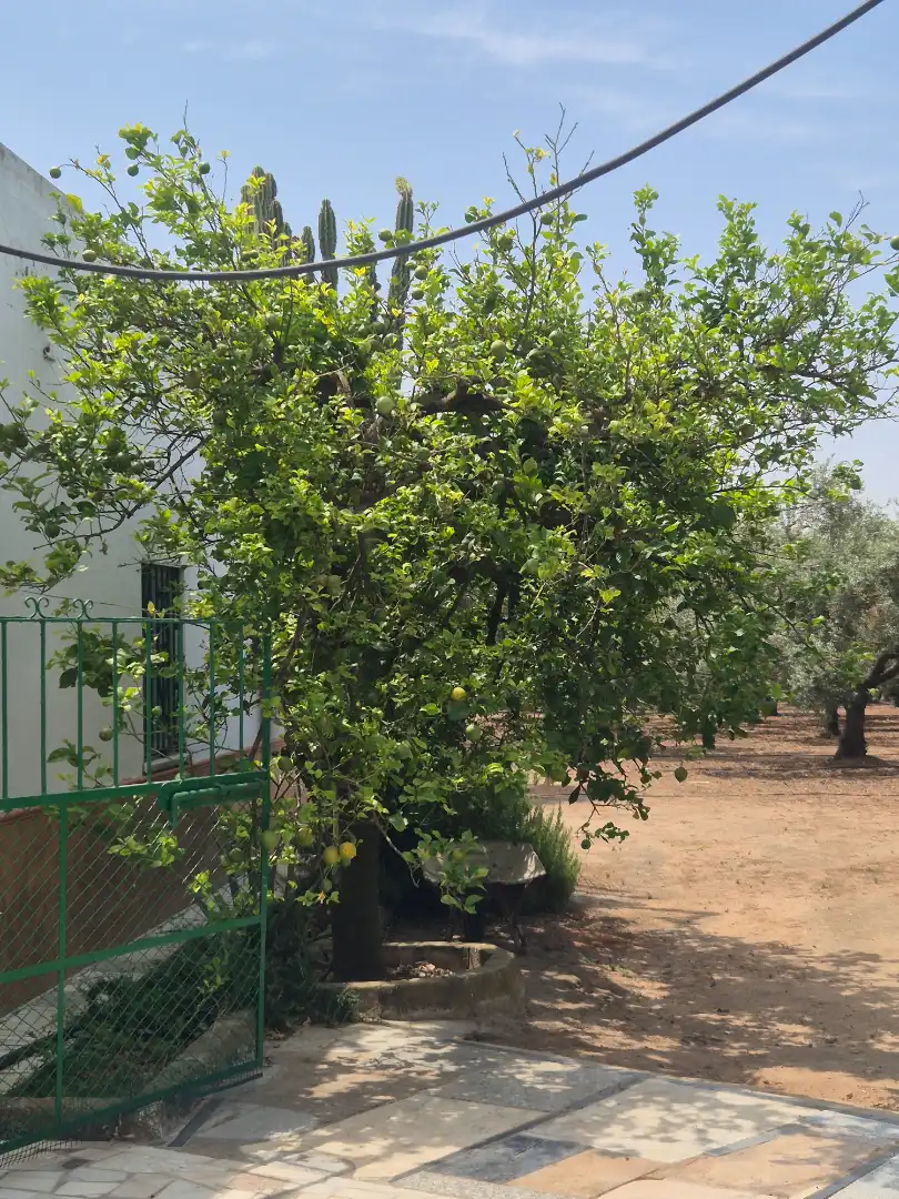 Garten von Residential zum Verkauf in Utrera