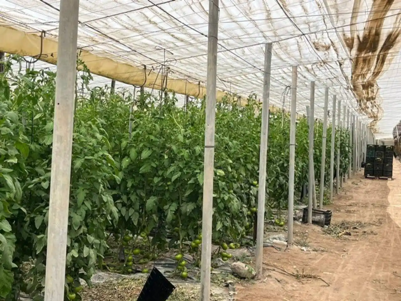 Terreny rústic en venda a Níjar pueblo, imagen 10