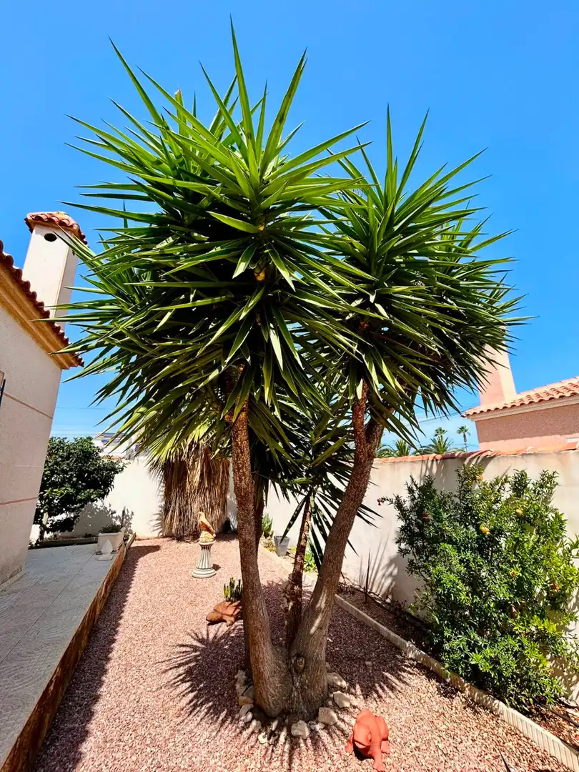 Jardí de Casa o xalet en venda en Torrevieja