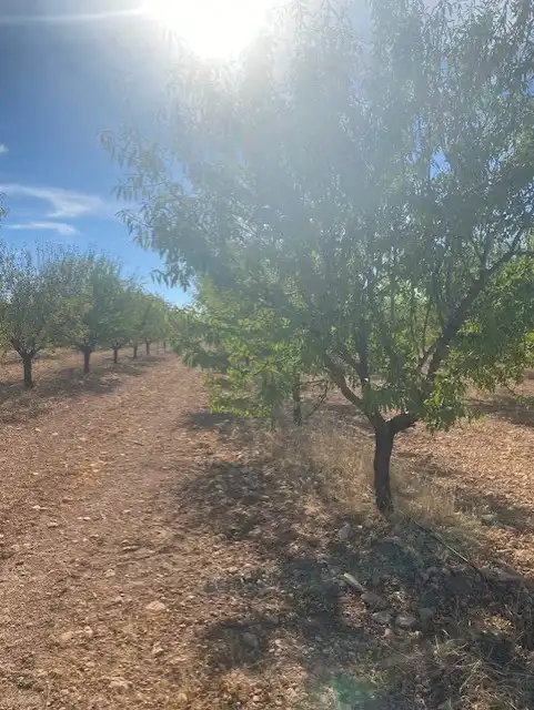 Terreno rustico in vendita a Calle García Pavón, imagen 6