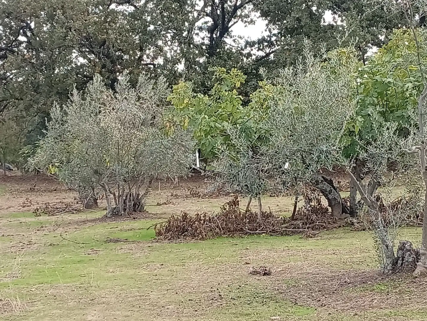 Terreni e lotti in vendita a Villanueva de la Vera, imagen 10