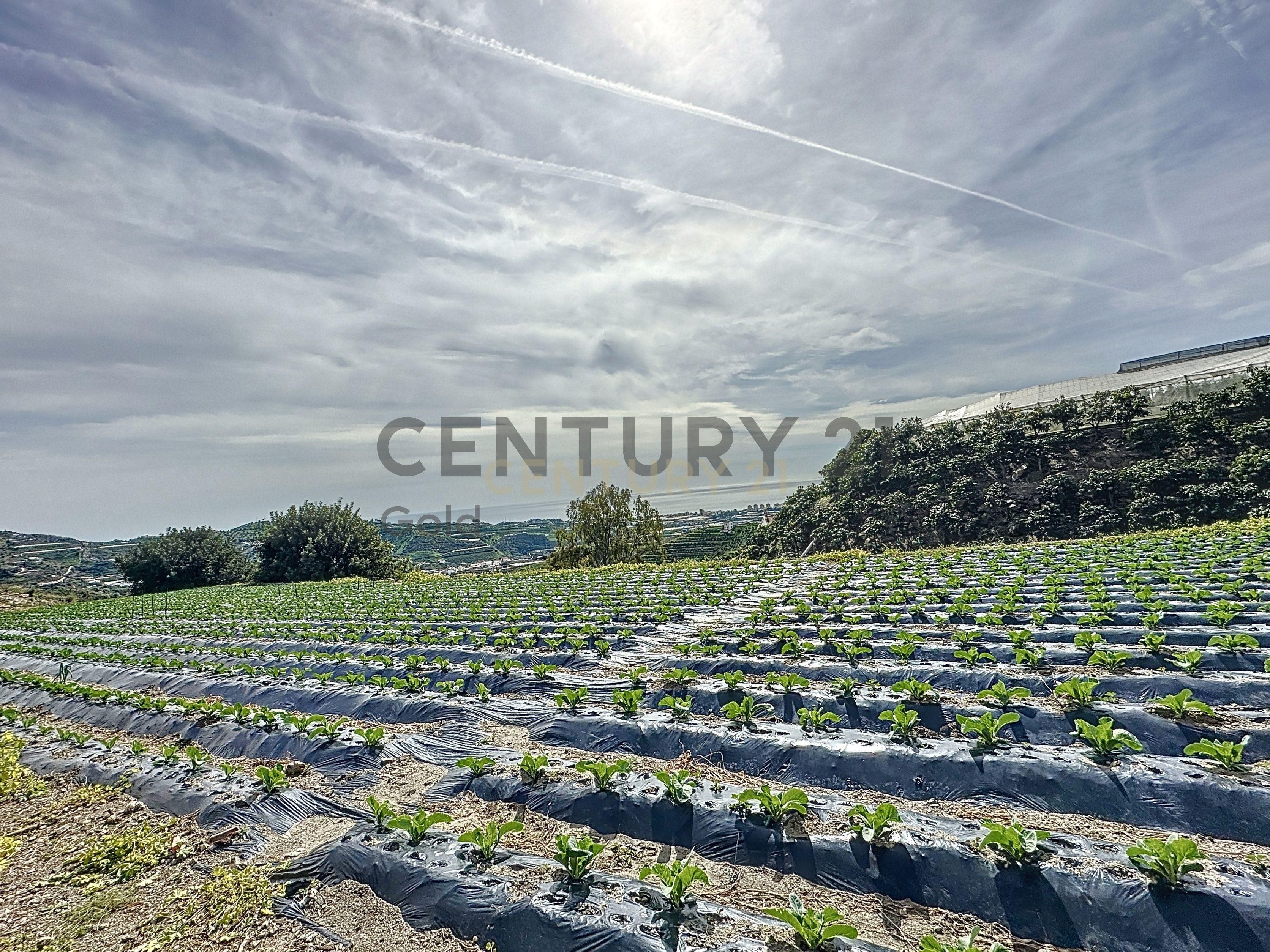 Land for sale in Algarrobo