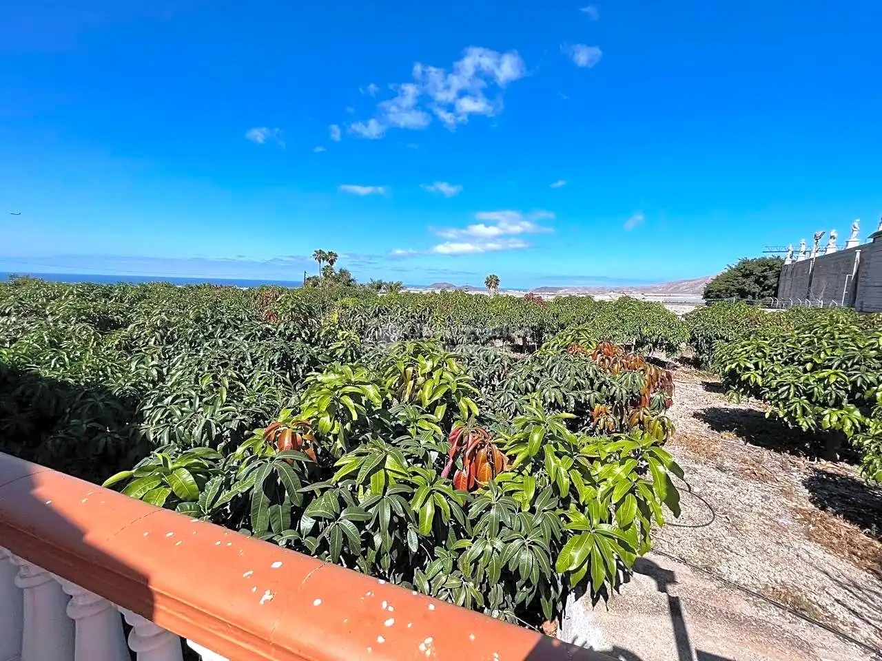 Jardín de Casa o chalet en venta en Arona con Jardín privado, Terraza y Piscina